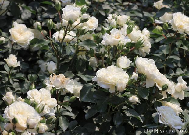 這五種月季，有沒(méi)有抓住你的眼睛？(圖1)