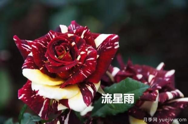 導致月季花黃葉常見(jiàn)的三個(gè)原因是什么？大花月季基地告訴你(圖1)