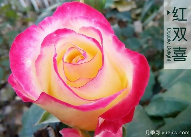 大花月季和豐花月季哪個(gè)更漂亮？二者有什么區別？(圖1)