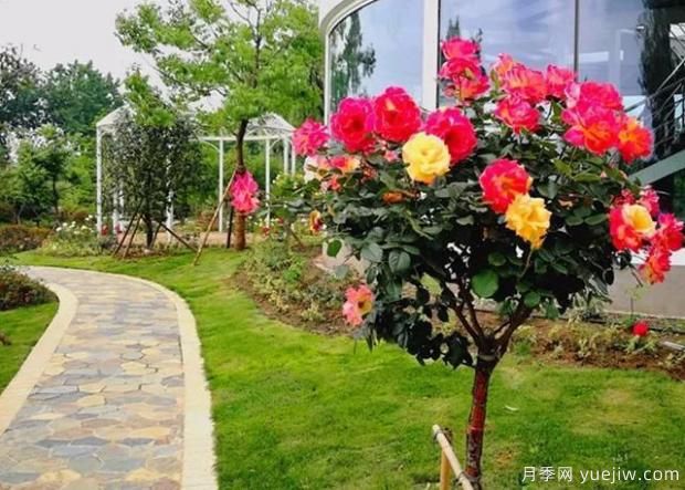 想買(mǎi)到好的月季小苗，可留意從三個(gè)方面選擇！(圖1)