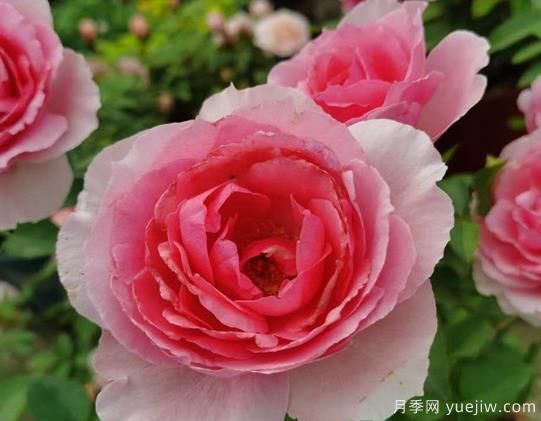 旋轉香水月季的優(yōu)缺點(diǎn)是什么？(圖1)