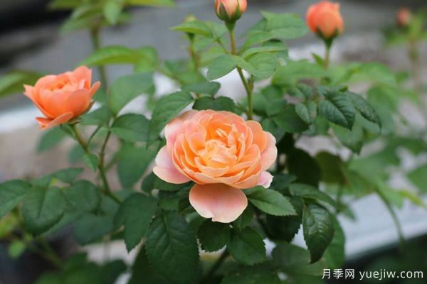 南陽(yáng)說(shuō)月季之果汁陽(yáng)臺(圖2)