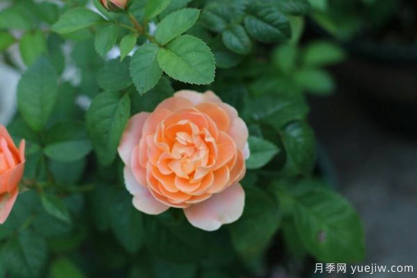 南陽(yáng)說(shuō)月季之果汁陽(yáng)臺(圖1)