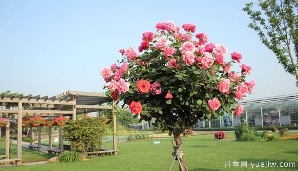 樹(shù)狀月季花苗秋天該不該修剪？(圖1)