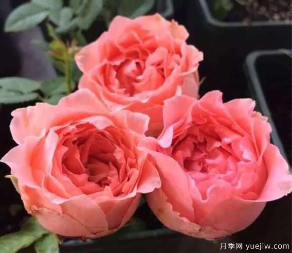 月季花,開(kāi)開(kāi)落落,無(wú)斷有續,將美艷演繹成長(cháng)久的絢麗(圖1) 月季花,開(kāi)開(kāi)落落,無(wú)斷有續,將美艷演繹成長(cháng)久的絢麗(圖1)