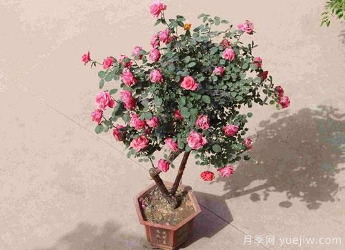 進(jìn)入冬季天氣寒冷，月季都有不同程度霜凍，我們該如何補救呢？(圖1)