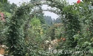 6種月季四季開(kāi)花經(jīng)過(guò)數百年的栽培(圖1)