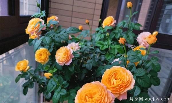 綠植盆栽是家居生活的必備點(diǎn)綴物，藤本月季為你家的陽(yáng)臺流光溢彩(圖1)