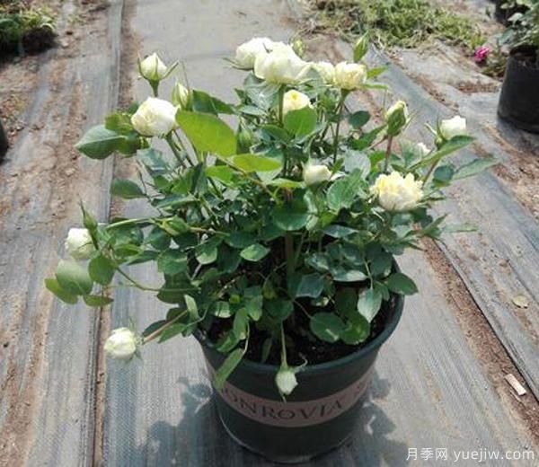 我們想要月季花，長(cháng)勢壯，開(kāi)花多，及時(shí)合理的修剪非常重要。(圖1)