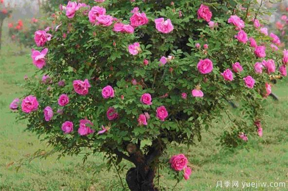 如何防治棒棒糖樹(shù)狀月季栽培過(guò)程中的介殼蟲(chóng)侵害？(圖1)