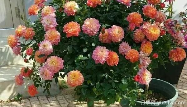 哪樣的花盆，可以用來(lái)種盆栽月季？(圖1)