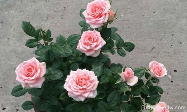 想要把“花中皇后”月季養護好必須保持通風(fēng)良好，排水良好和溫度適宜(圖1)