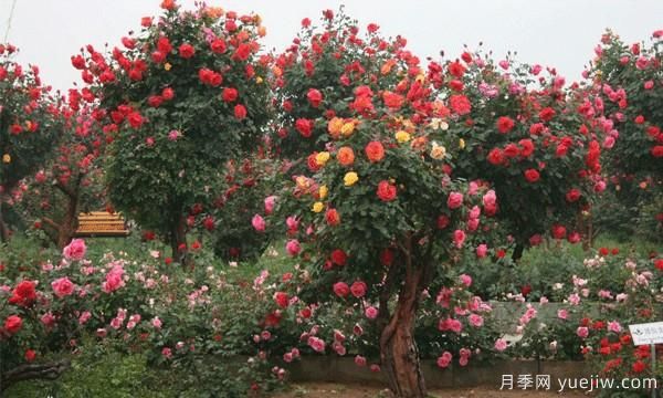 冬天種植庭院樹(shù)狀月季有什么是需要注意的？(圖1)