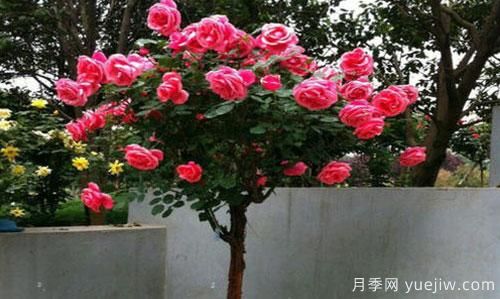 原來(lái)樹(shù)狀月季又被稱(chēng)為“玫瑰樹(shù)”他的優(yōu)勢在哪里(圖1)