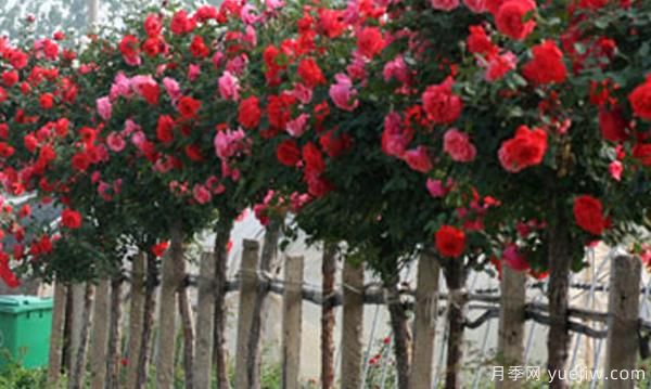 如何把棒棒糖月季能養成樹(shù)狀月季(圖1)