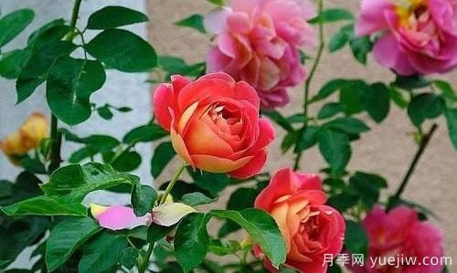 大花月季在日常中，怎么嫁接育苗和管理？(圖1)