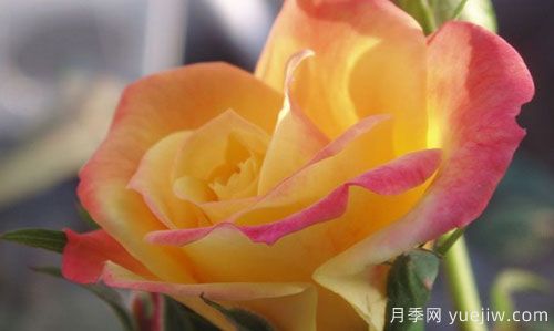 大花月季在施肥時(shí)，有需要注意些什么？(圖1)