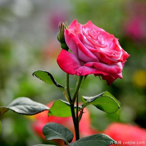 月季人稱(chēng)花中皇后，那么它開(kāi)花的關(guān)鍵是什么？(圖1)