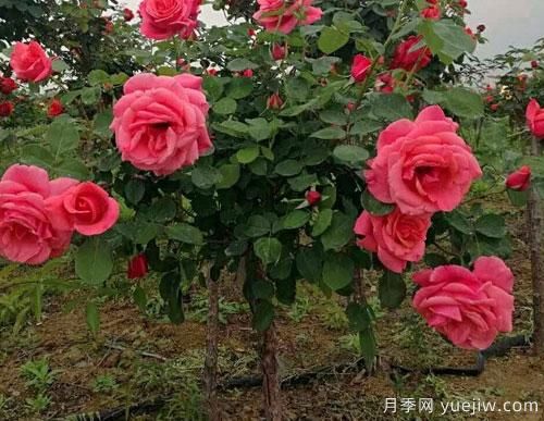 月季花扦插生根慢？教你快速生根法！(圖1)