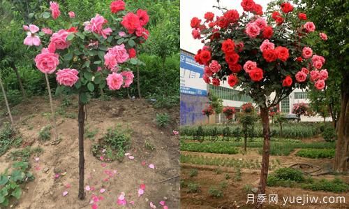 河南樹(shù)狀月季基地提醒，盡量別在網(wǎng)上購月季了(圖1)