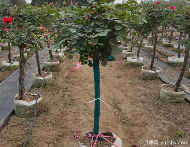 樹(shù)狀月季的移栽時(shí)間、苗木處理和養護辦法！(圖1)