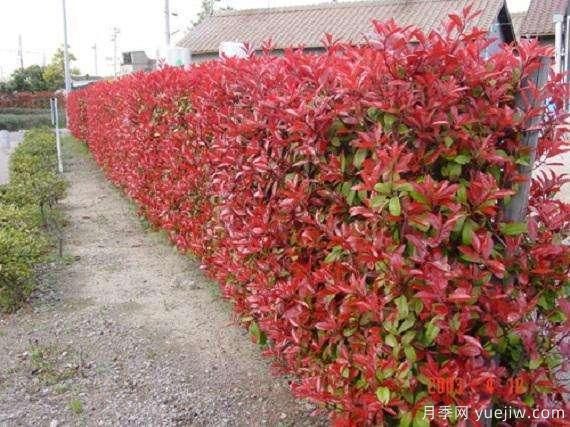 如何種植紅葉石楠？紅葉石楠種植技術(shù)(圖1)