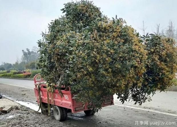 看葉子如何區分桂花樹(shù)的品種？(圖1)
