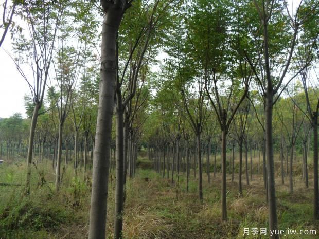 欒樹(shù)一畝地可以種多少棵？(圖1)