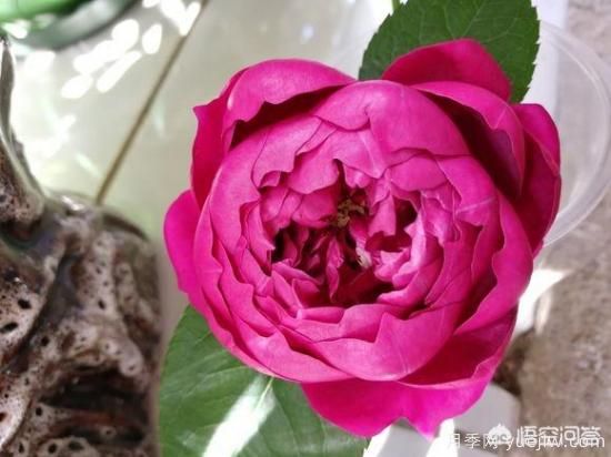 ***香的幾款月季品種是什么？(圖5)