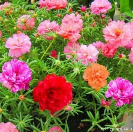 各種花卉對水的要求都是一樣的嗎？(圖1)