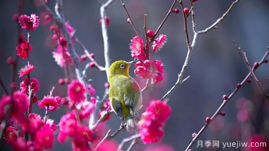 園林綠化養護需要注意哪些問(wèn)題？(圖1)