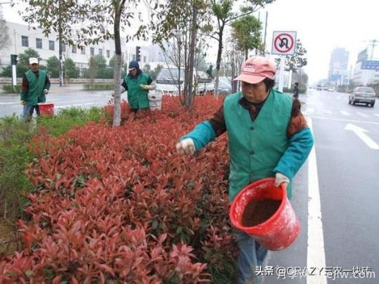 國外的園林綠化是怎么養護的？(圖6)
