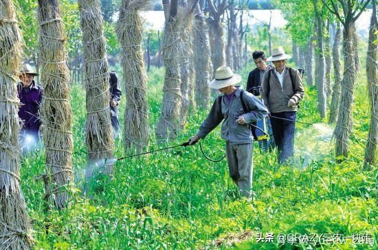 國外的園林綠化是怎么養護的？(圖5)