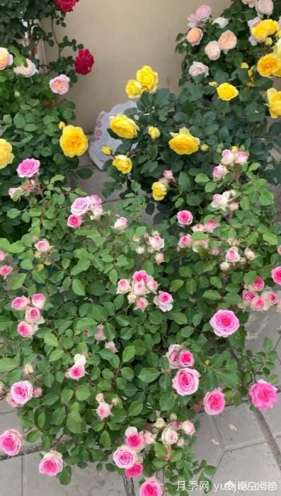 有哪些花友必備的月季花品種可以推薦下？(圖30)
