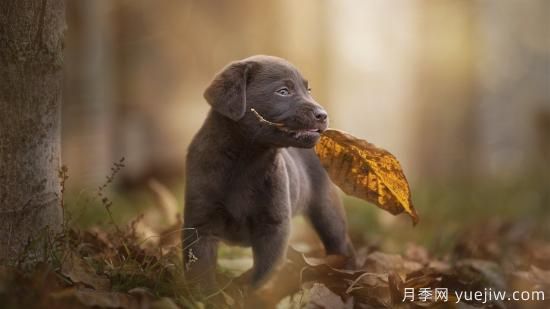 白玫瑰，粉玫瑰，紅玫瑰分別代表什么意思？(圖1)