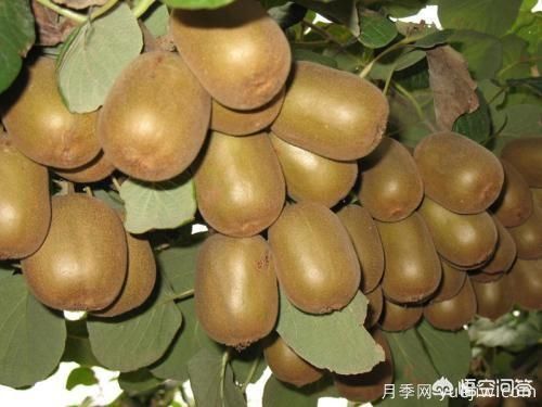 彩葉樹(shù)種哪些適合南方種植？表現要好些的！(圖1)