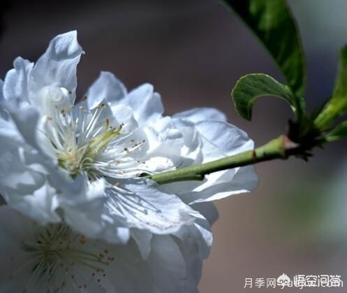 紅葉碧桃算是果樹(shù)還是綠化樹(shù)？(圖2)