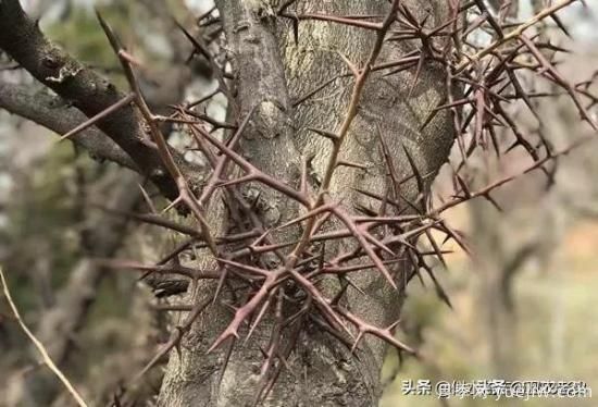皂角樹(shù)在田間能做造型嗎？為什么？(圖3)
