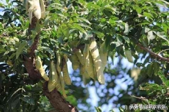 皂角樹(shù)在田間能做造型嗎？為什么？(圖2)