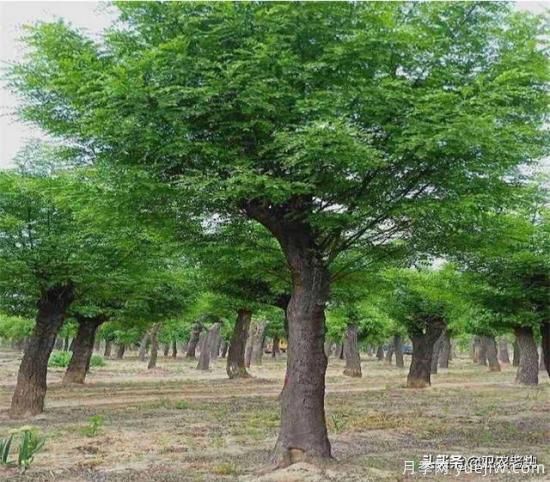 皂角樹(shù)在田間能做造型嗎？為什么？(圖1)
