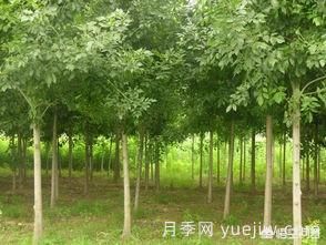 現在什么苗木種植前景好？(圖4)