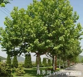 現在什么苗木種植前景好？(圖2)