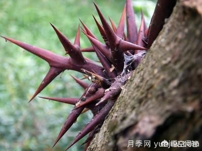 皂角樹(shù)一畝地種植多少株合適？(圖2)