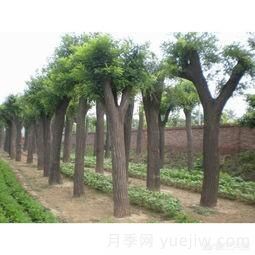 現在什么苗木種植前景好？(圖3)