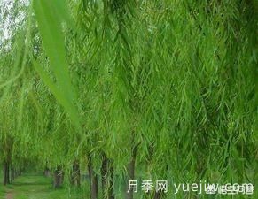 現在什么苗木種植前景好？(圖7)