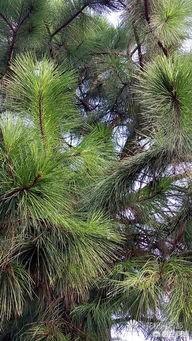 現在什么苗木種植前景好？(圖8)