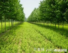 現在什么苗木種植前景好？(圖1)