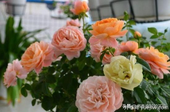 你***喜歡的月季是什么品種？為什么喜歡？(圖4)