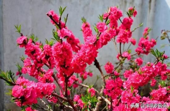 你***喜歡的月季是什么品種？為什么喜歡？(圖8)