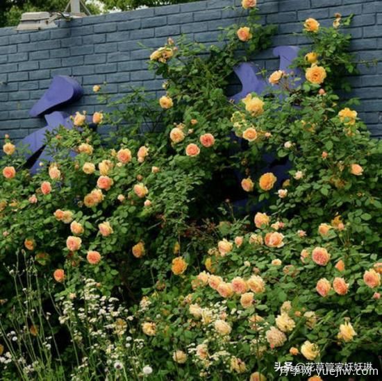 藤本月季的優(yōu)缺點(diǎn)是什么？有哪些？(圖7)